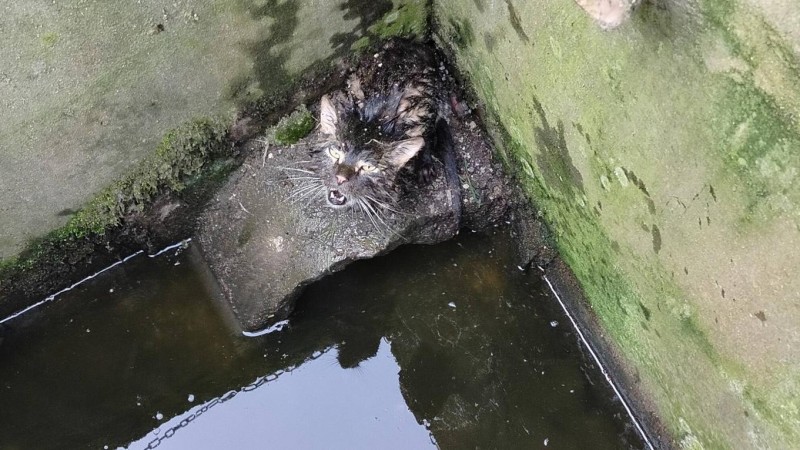 Nev&iacute;te, komu patř&iacute;? Ve Sv&aacute;rově zachr&aacute;nili kočičku, uv&iacute;zla pod poklopem