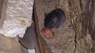 V rakovnické Zlevněnce našli inspektoři myši, larvy a plísně