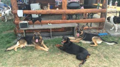 Tip pro vaše čtyřnohé přátele: Nejen psi si užijí Den psa, který se uskuteční v září na cvičišti v Bašti