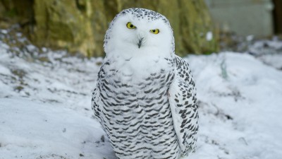 Sovice sněžní mají v Zooparku Zájezd novou voliéru