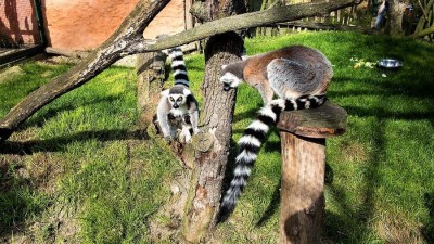 Navštivte o prázdninách Zoo a Zooparky ve středních Čechách, máme jejich seznam