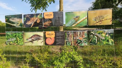 Chameleoni, vládci barvoměny – nová unikátní výstava fotografií v Zooparku Zájezd