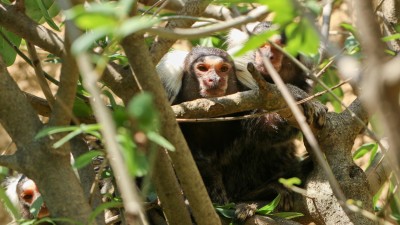 Opičky z Jižní Ameriky a evropské želvy. Zoopark Zájezd otevřel dvě nové expozice