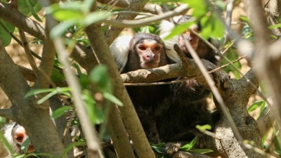 Opičky z Jižní Ameriky a evropské želvy. Zoopark Zájezd otevřel dvě nové expozice