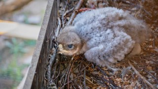 Zooparku Z&aacute;jezd se podařil mimoř&aacute;dn&yacute; odchov orla savanov&eacute;ho