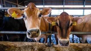 I v Požárech se bojí kulhavky. Mlékomat mimo provoz