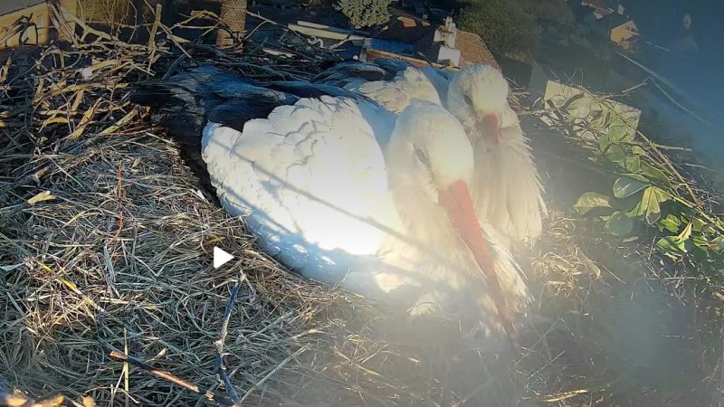 Č&aacute;pi na hn&iacute;zdě v Kačici maj&iacute; už čtyři vaj&iacute;čka