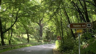 Oldřichův dub je hned vedle silnice. Najdete u něj malé parkoviště. Foto: Jitka Fárová