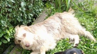 Hled&aacute; se Skye, utekla před dvěma t&yacute;dny ve dvojici. Druh&yacute; pejsek už nen&iacute;