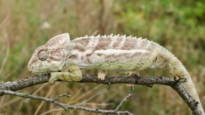 Další dva druhy vzácných chameleonů se vylíhly v Zooparku Zájezd