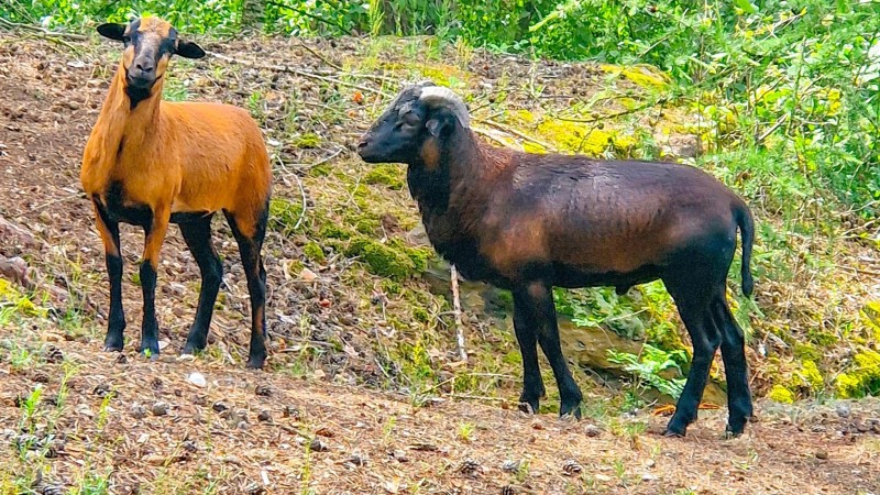 Divoké ovce kolem Slaného: Neomezujme zvířata, zkusme zpomalit sami