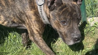 Monty byl dva dny bez j&iacute;dla a pit&iacute; v opu&scaron;těn&eacute;m bytě, policie kvalifikovala čin jako přestupek
