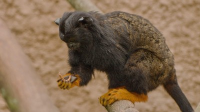 Naplň misku a bříško svému oblíbenému zvířeti v Zooparku Zájezd!