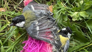 Pozor na tyhle koule! Ve Slaném se k nim přilepily sýkorky