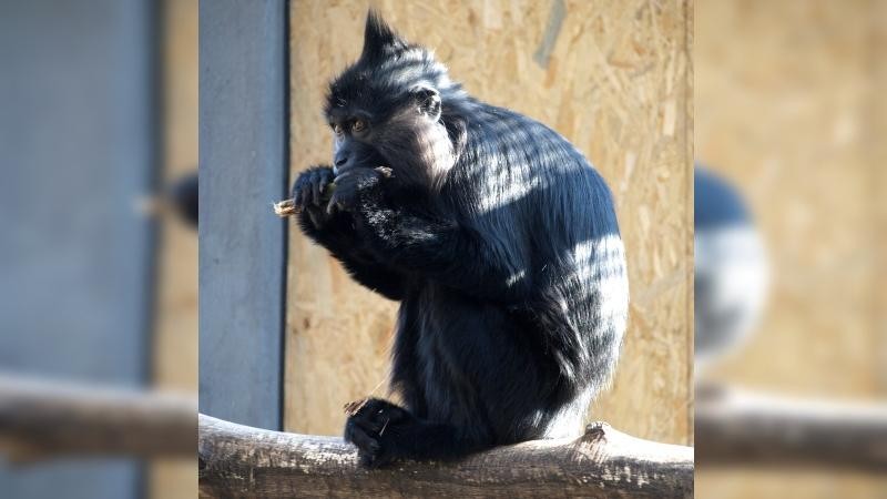 Bábinka foto zdroj ZOO Děčín