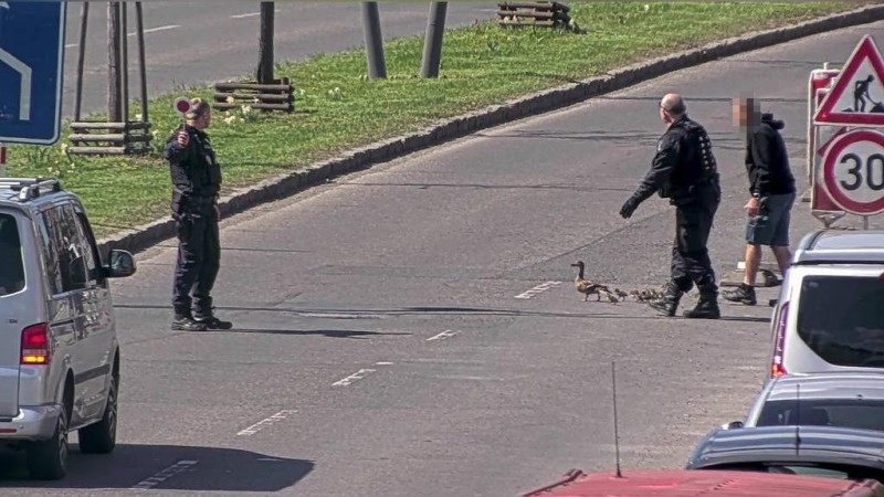 Str&aacute;žn&iacute;ci zachr&aacute;nili kachn&iacute; rodinku před masakrem. Převedli je přes &Scaron;těchovu