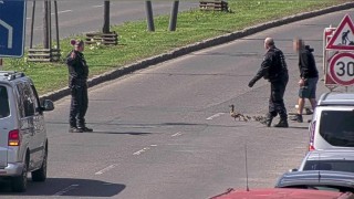 Strážníci zachránili kachní rodinku před masakrem. Převedli je přes Štěchovu
