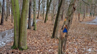 Ve Slaném v Lesoparku Háje se budou kácet desítky stromů