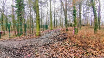 V lesoparku Háje ve Slaném byly vykáceny stromy napadené kůrovcem, nahradí je šedesát nových