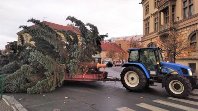 Do Slaného byl dopraven vánoční strom, ze zahrady Krále Miroslava  