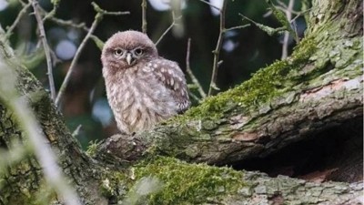 Zachraňme sýčka! Ornitologové završili tříletý projekt s cílem zabránit vyhynutí kriticky ohrožených