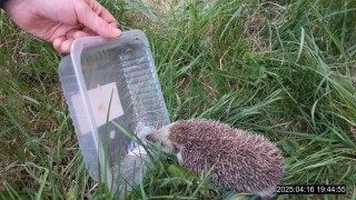 Kladenští strážníci zachránili ježka