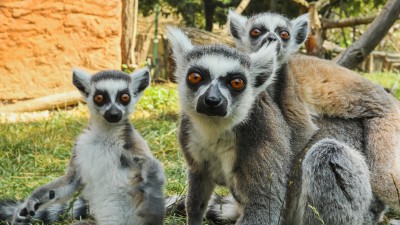 Zoopark Zájezd zahajuje po dvou letech sezonu bez omezení
