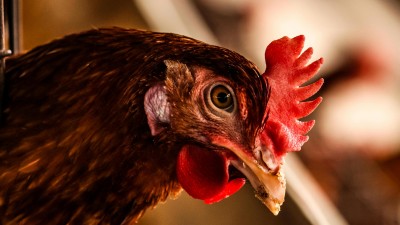 Ptač&iacute; chřipka potvrzena u uhynul&yacute;ch pt&aacute;ků v ZOO