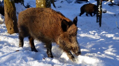 V Unhošti se bude střílet! Bude zde probíhat  naháňka na černu zvěř. Do této oblasti vůbec nevstupejte