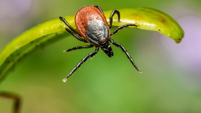 Nemoci od klíšťat ve Středočeském kraji překonaly maxima z minulého roku. A bude hůř