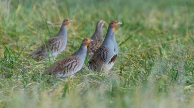 Dříve běžná dnes kriticky ohrožená koroptev se díky Zooparku Zájezd vrací do přírody