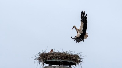 Čápi v Kačici mají tři mláďata. Už zkouší létat