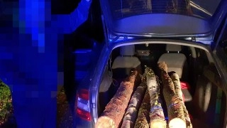 Místo dřeva pokutu. Zloděje v lese odhalili strážníci