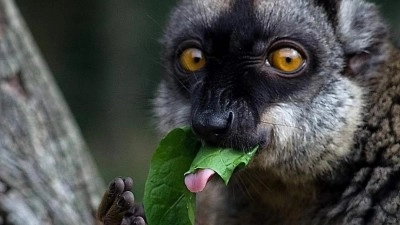 Má nám EU nakazovat, která zvířata můžeme chovat? V ZOO Zájezd mají petici
