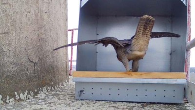 VIDEO: Sokoli v Kladně objevili po pár dnech novou budku ve stometrové výšce nad krajinou