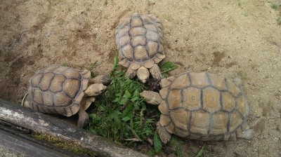 Zoopark Zájezd zve na želví den, již tuto neděli