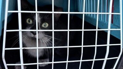 V želez&aacute;rn&aacute;ch na Dř&iacute;ni se odchyt&aacute;vaj&iacute; toulav&eacute; kočky