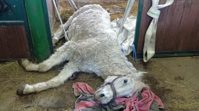 Ve vesnici Skůry stavěli hasiči na nohy kobylku