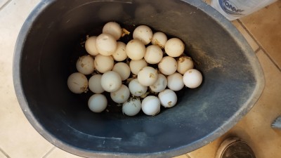 Mimořádný den plný želvích vajec v Zooparku Zájezd