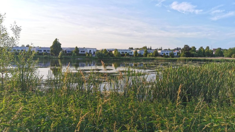 Město posekalo rákosí u rybníka Bulhar. I když tu zahnizďovali ptáci