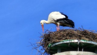 Kačický čáp se dočkal své družky