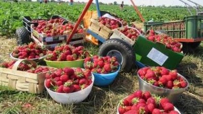 Kam na jahody na Kladensku a jaká bude cena jahod?