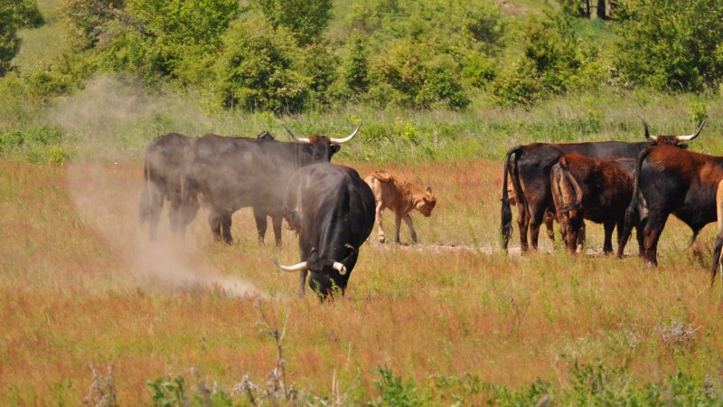 Pratur v Milovicích, foto zdroj Středočeský kraj