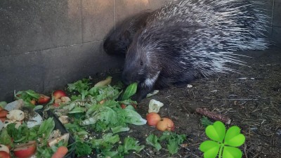 Dikobraza stále nechytli. Naposledy ho viděli u Pcher