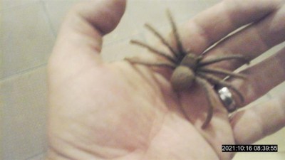 Muže vyděsil obří pavouk, který se přími vyjímal na chodbě bytového domu  