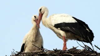 Už jsou dva! Za čápem do Kačice na Otevřeném mlýně přiletěla družka