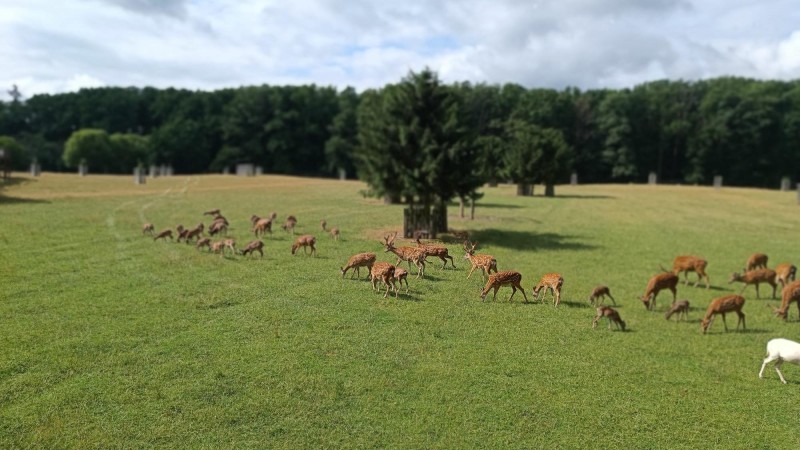 Houbaři parkují v Lánské oboře hlava nehlava