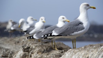 Ptačí chřipka na Kladensku. V Hobšovicích uhynuli rackové