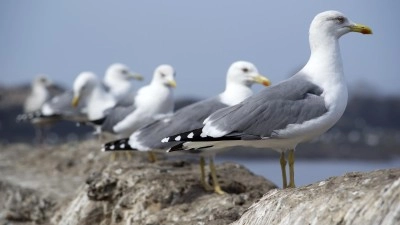 Ptačí chřipka na Kladensku. V Hobšovicích uhynuli rackové