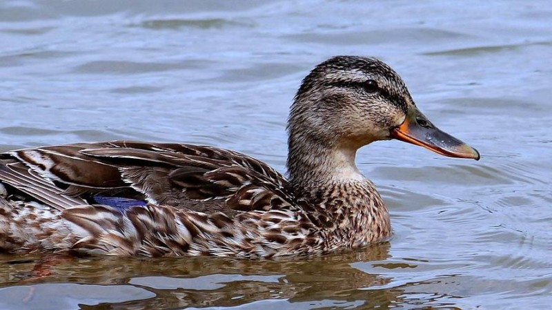 Ve Velk&eacute;m Př&iacute;točně potvrdili ptač&iacute; chřipku